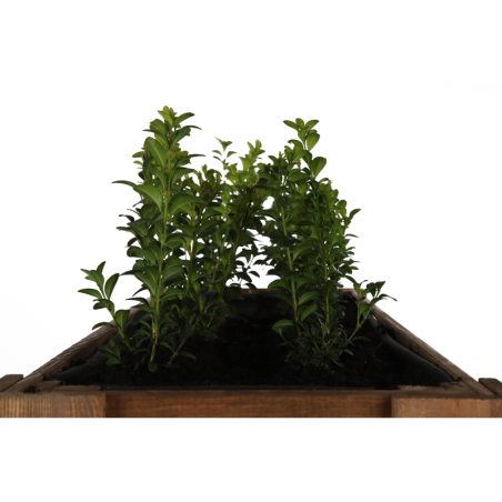 Drewniany Ziołownik / Skrzynia ZE1wym. 70x80x34 cm, Brąz