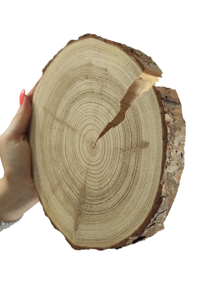 Plastry Okrągłe - Plaster drewna z korą - fi 15-20 cm - Modrzew, gr 2,5 cm - produkt MODO24.PL 1