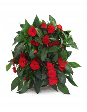 Kwietniki i donice - Drewniany ziołownik wertykalny RD-8/2x2 - Natur - product 10